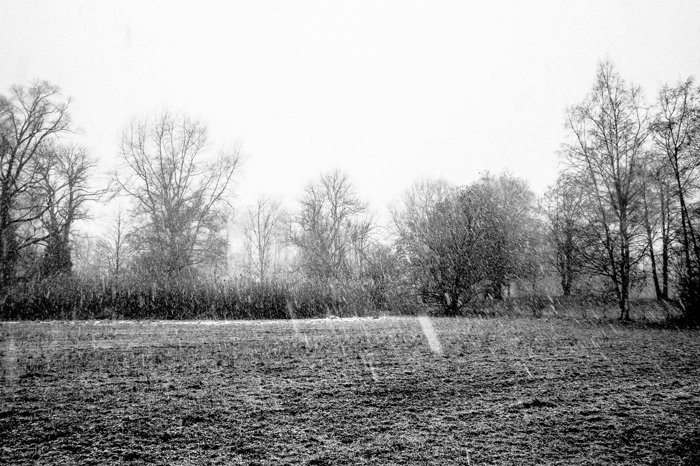 Schneefall im Seeburgpark #3. Seeburgpark, Bodensee, Kreuzlingen. Februar 2015
