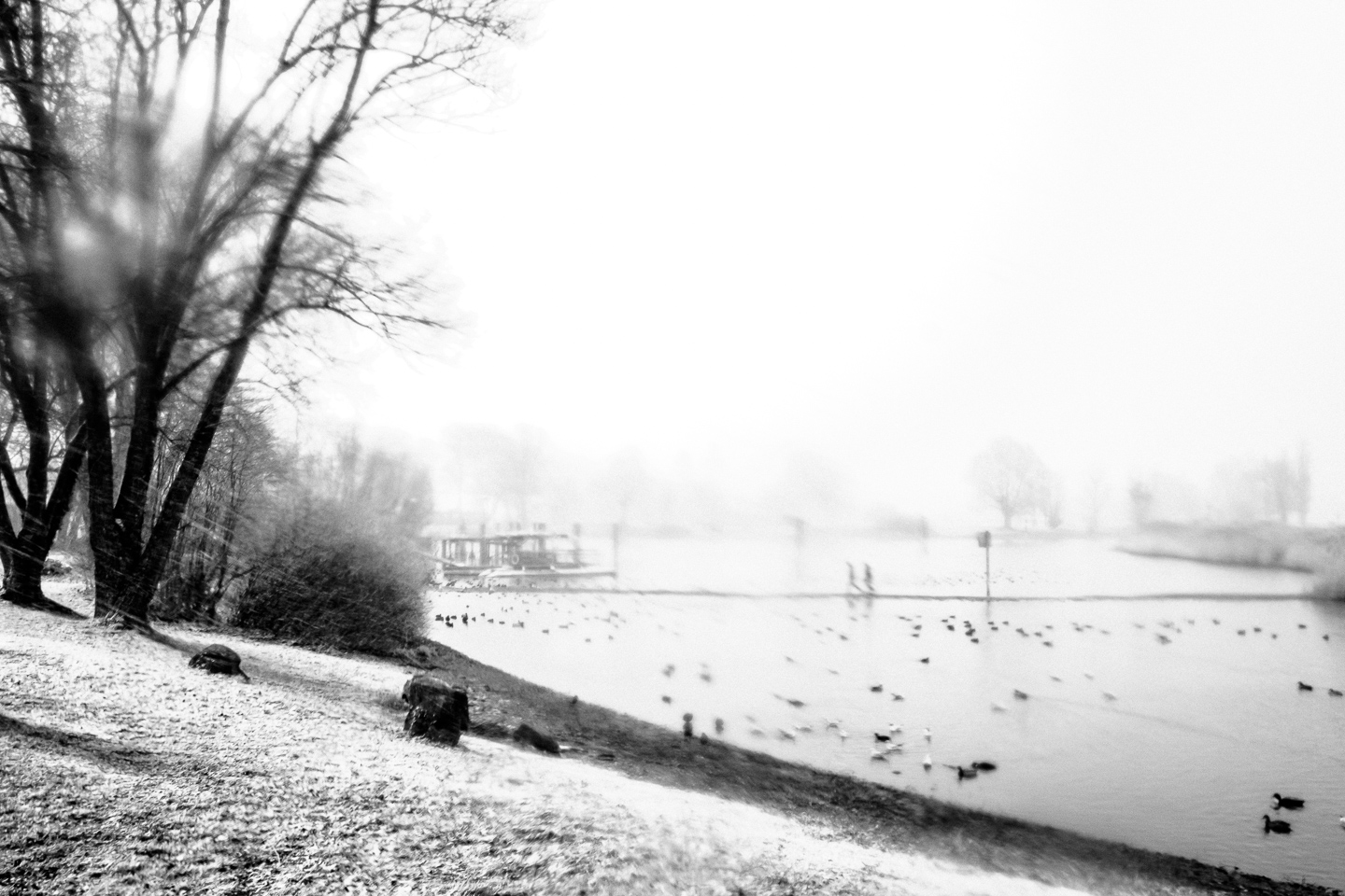 Schneefall im Seeburgpark #6. Seeburgpark, Bodensee, Kreuzlingen. Februar 2015