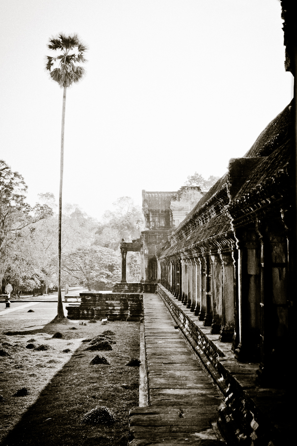 Angkor Wat (North) with Palmtree. Angkor Wat, Cambodia. January 2012